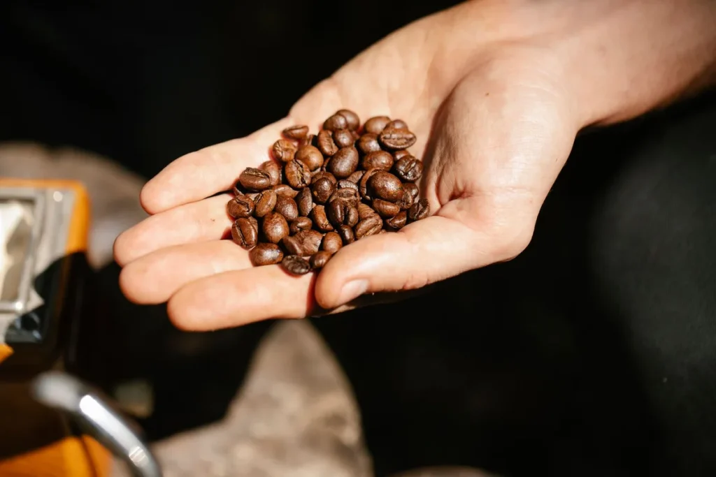 Mains tenant des grains de café frais torréfiés au-dessus d'un sac de jute dans une torréfaction bio
