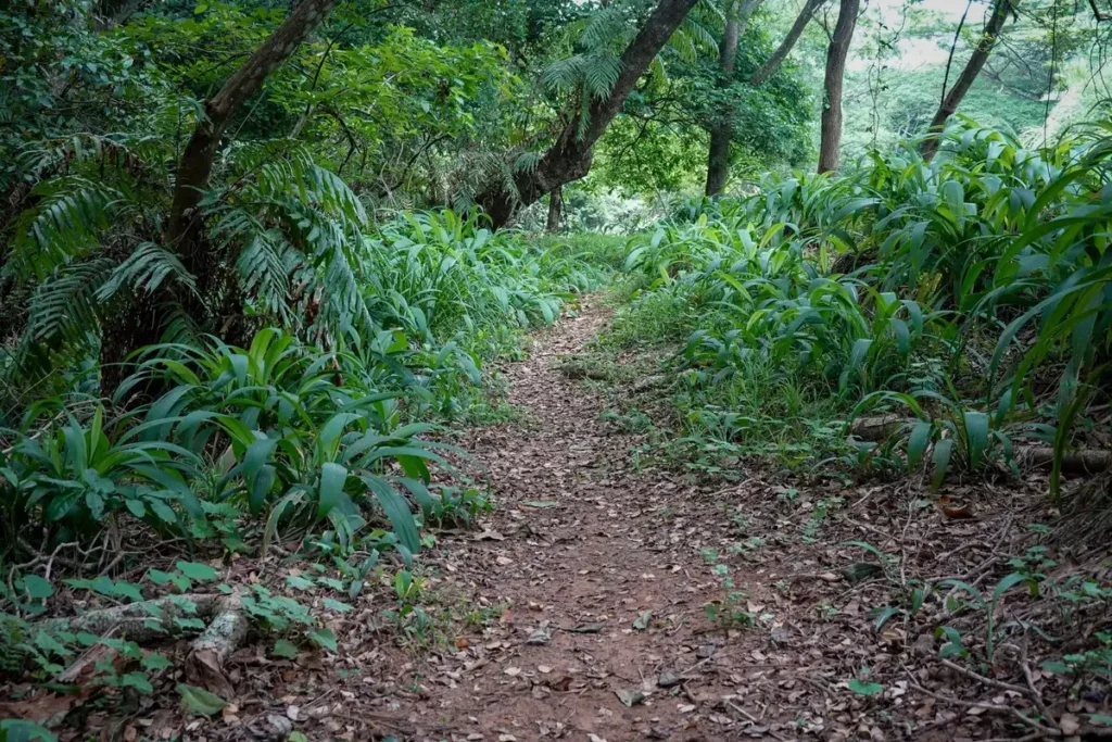 Jambe de randonneur près de la végétation basse et de l'herbe haute en forêt, environnement à risque de tiques.