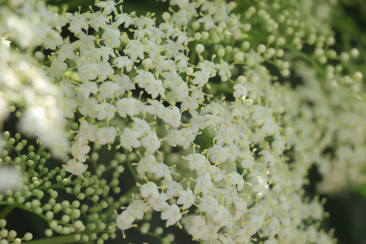 Grappes de fleurs de sureau blanc frais en pleine floraison