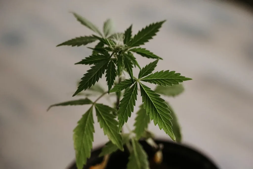 Bouteille de cannabis médical et journal de suivi de la douleur sur une table à domicile