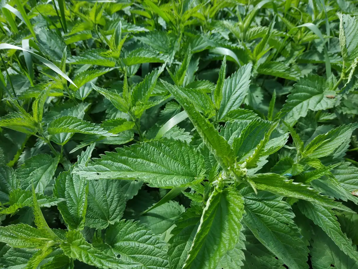 Cueillette responsable de plantes sauvages en respectant l'écosystème et la reproduction des espèces