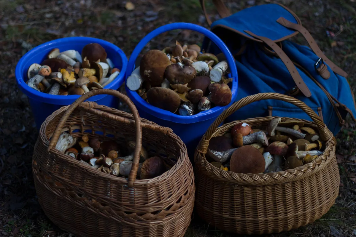 Mains anonymes cueillant des herbes sauvages et racines en forêt, panier en osier et plantes visibles