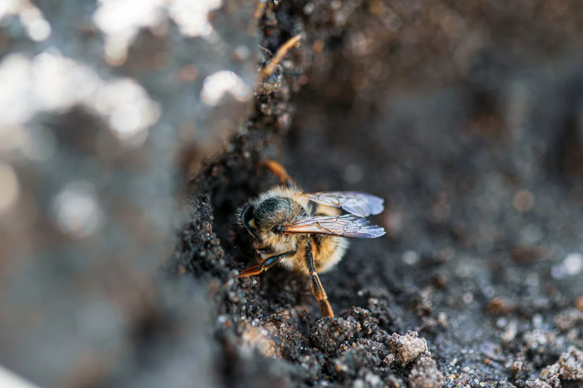 Abeille pollinisatrice sur une fleur sauvage dans un champ cultivé, sol riche et fertile