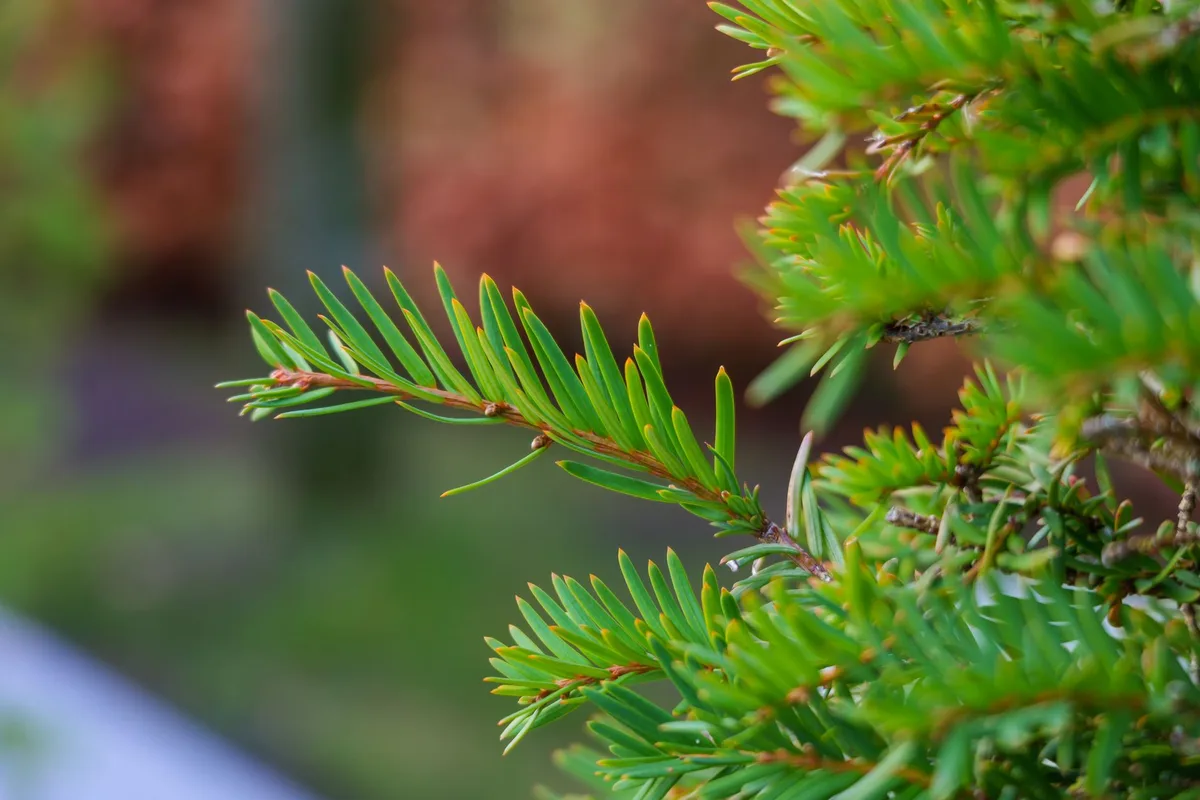 Jeunes pousses et aiguilles de pruche fraîches au printemps, couvertes de rosée dans la forêt