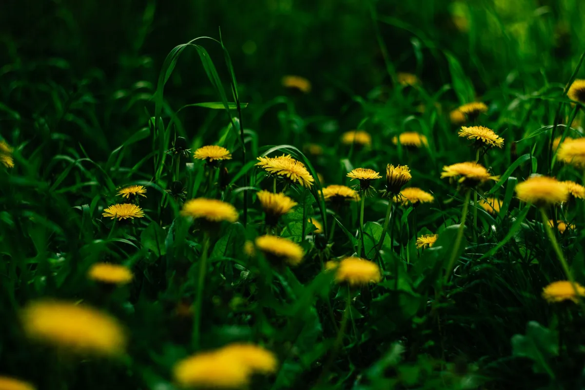 Jeunes feuilles de pissenlit et autres herbes sauvages fraîchement cueillies au jardin