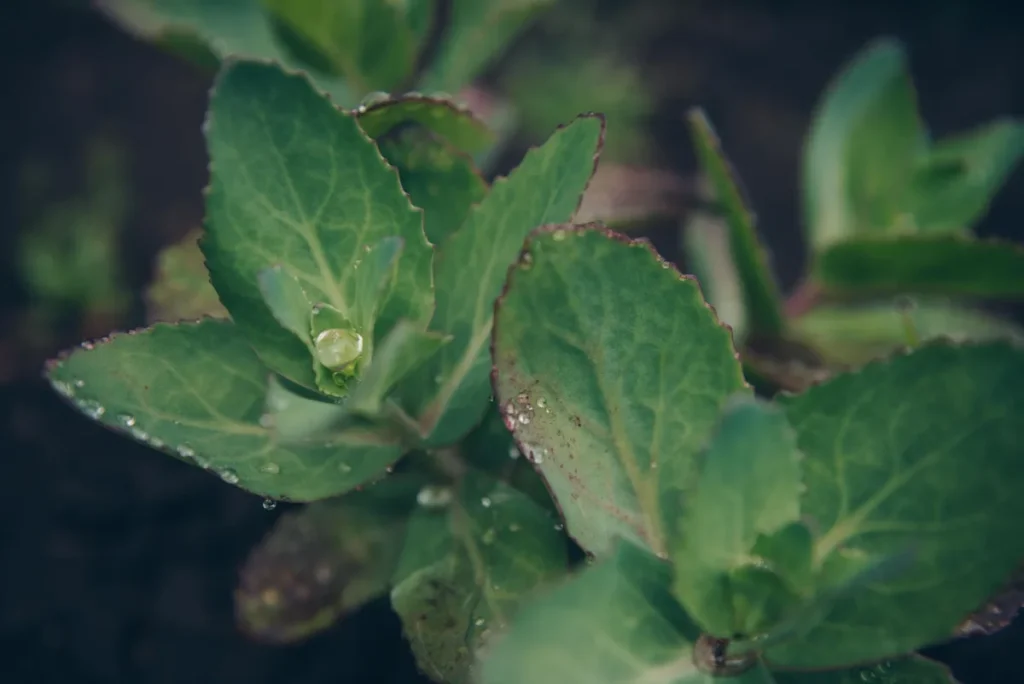 Mains arrangeant des herbes printanières fraîches et des feuilles vertes à la lumière du matin