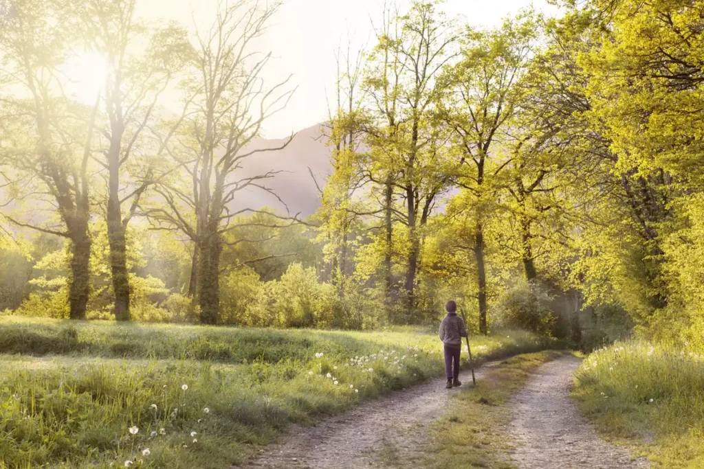 Personne en promenade calme en forêt, immergée dans un environnement naturel apaisant