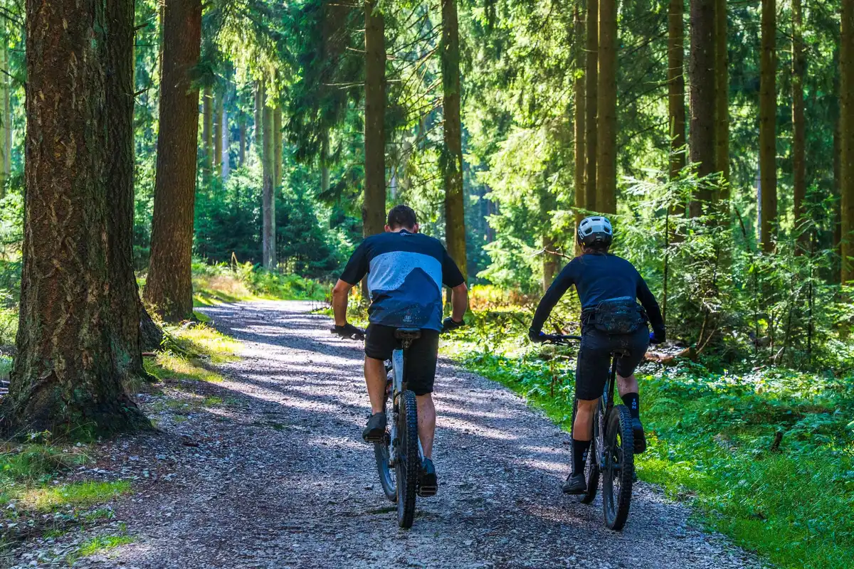 Cycliste sur un sentier forestier de pins en fatbike, explorant des chemins naturels