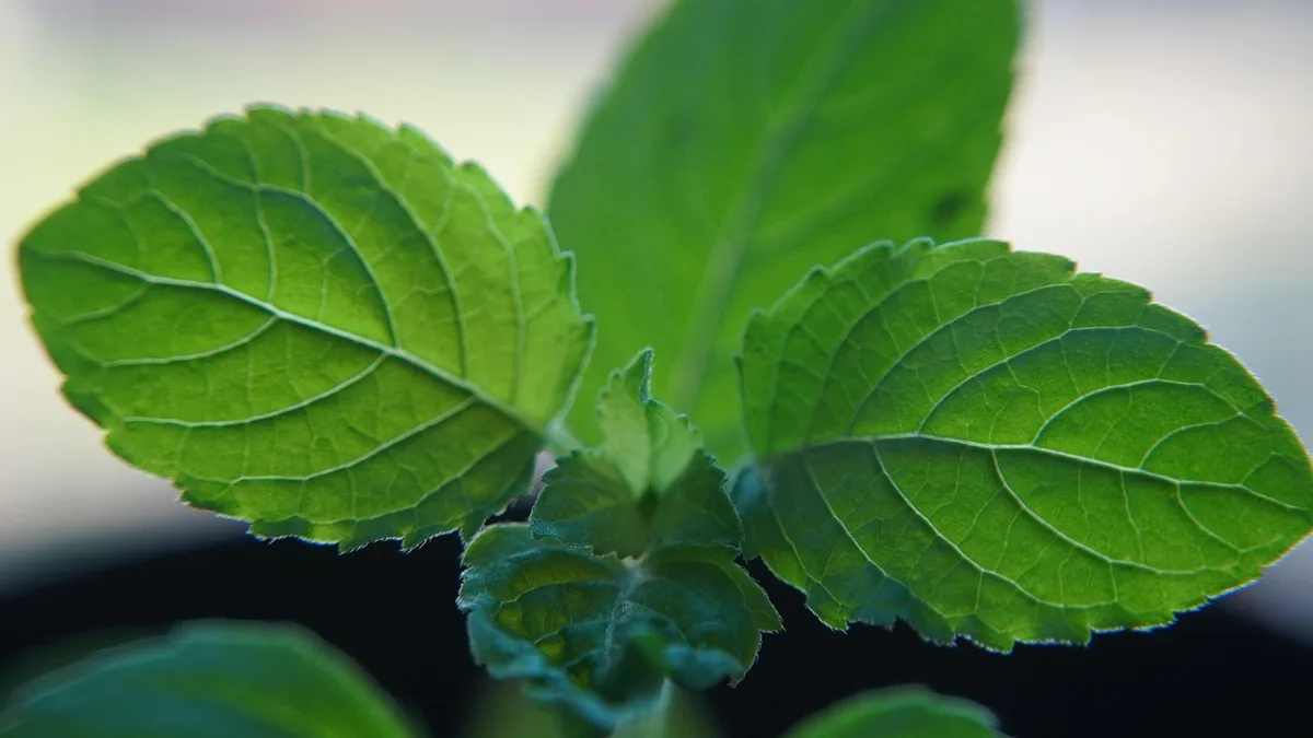 Feuilles de tulsi fraîches en gros plan montrant la texture