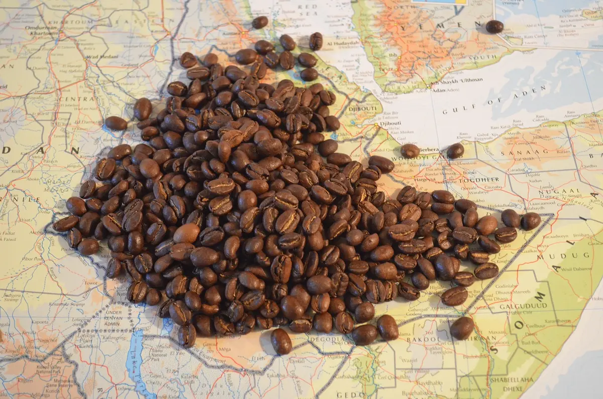Sacs de fèves de cacao étiquetés par origine posés dans un entrepôt clair
