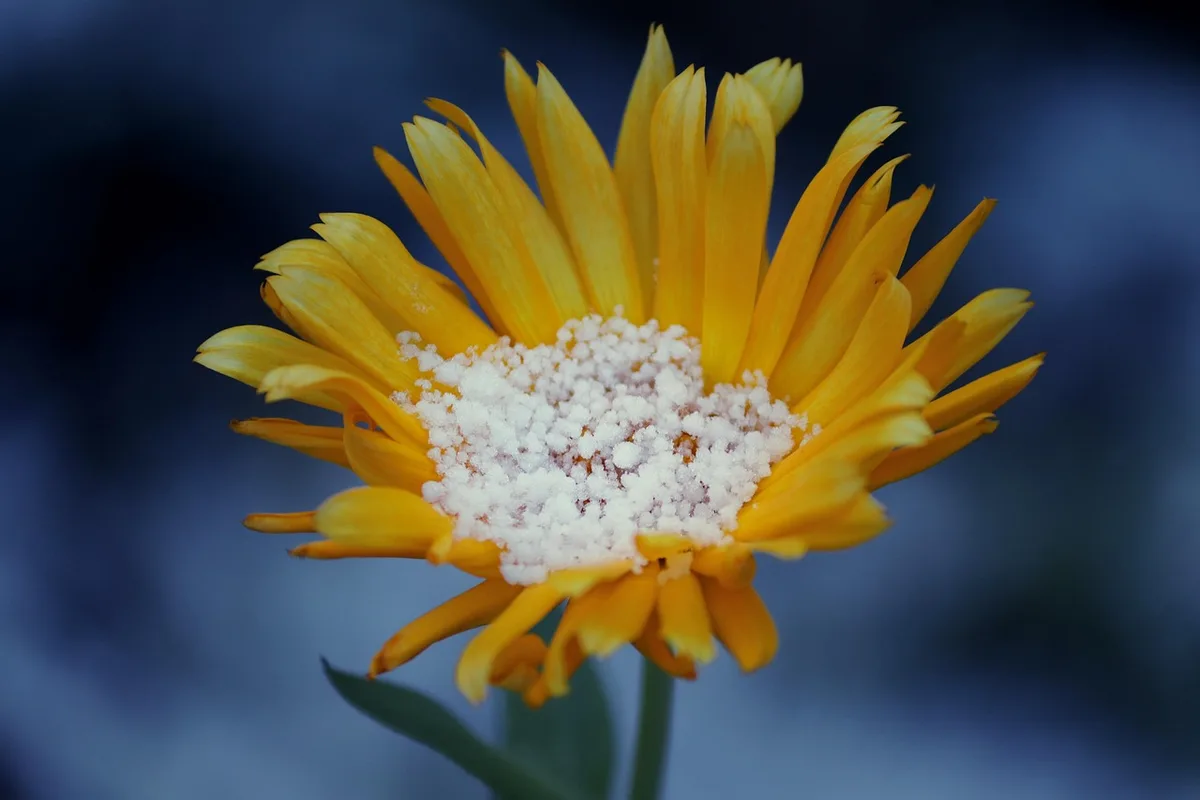 Pot de baume maison à base d'arnica et flacons d'huiles essentielles à côté