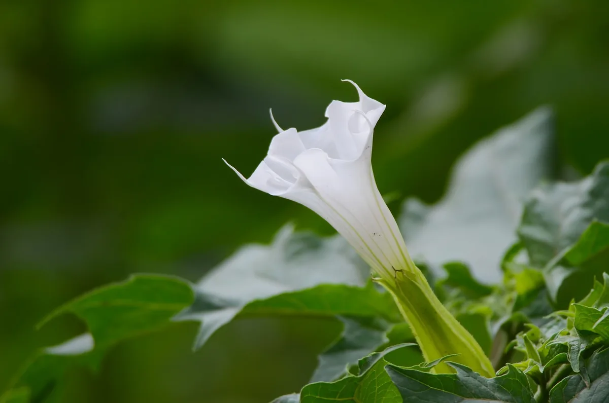 Gros plan de graines et fleurs de datura sur fond de champ